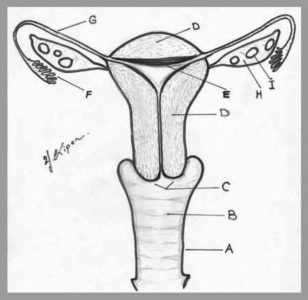 Uterus.jpg (139033 bytes)