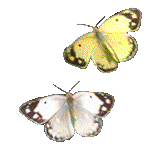 kelebek.gif